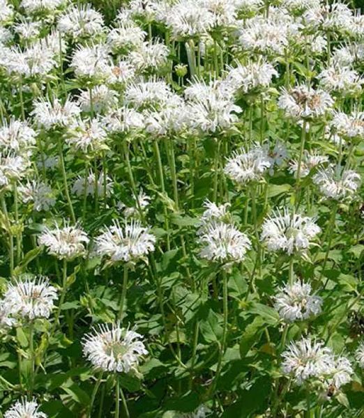 Monarda 'Schneewittchen'